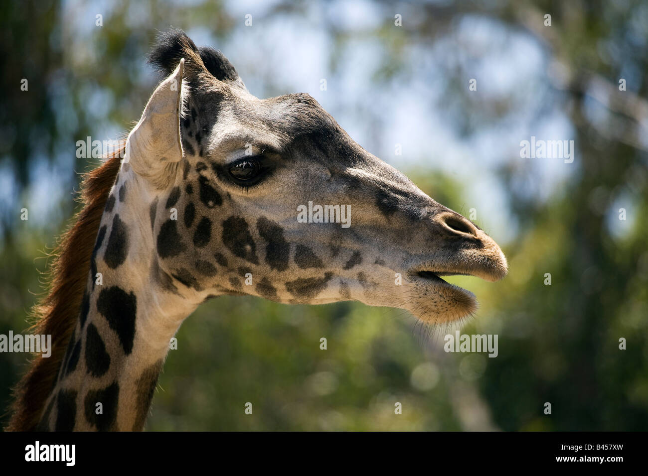Giraffe (Giraffa camelopardalis) Stock Photo