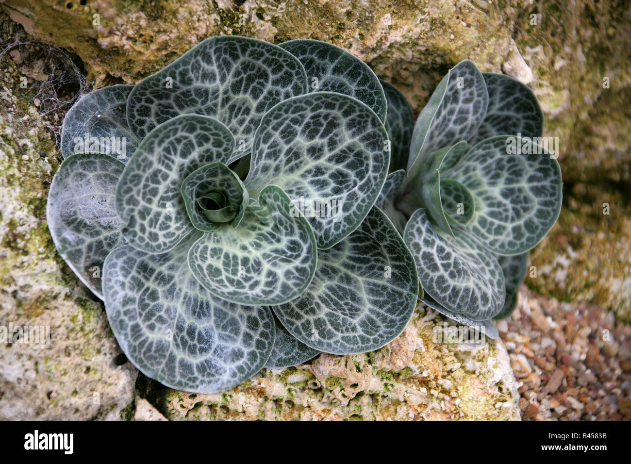 Dictyolimon macrorrhabdos, Plumbaginaceae, Kashmir, India Stock Photo
