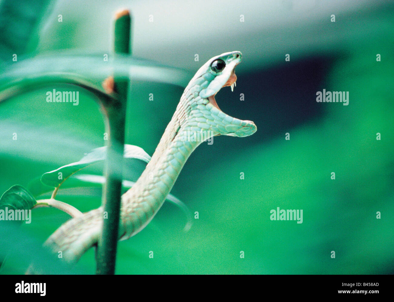 Botswana. Wildlife. Reptile. Boomslang. Side view of Green Tree Snake ...