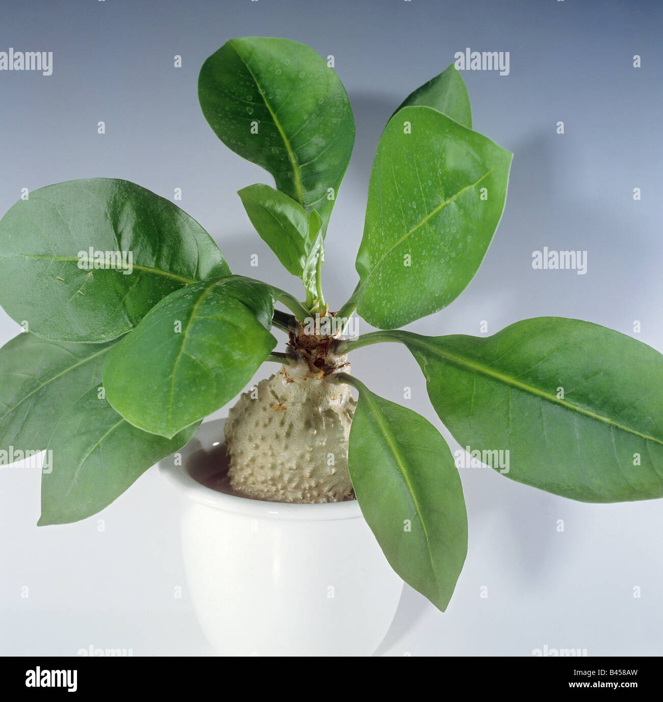 Ant plant / Myrmecodia echinata Stock Photo
