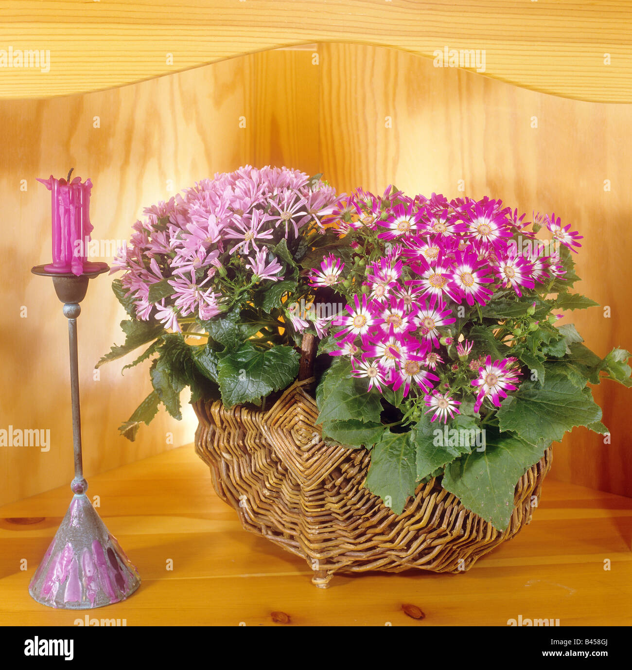 cinerarias in basket / Senecio-Cruentus-Hybride Stock Photo