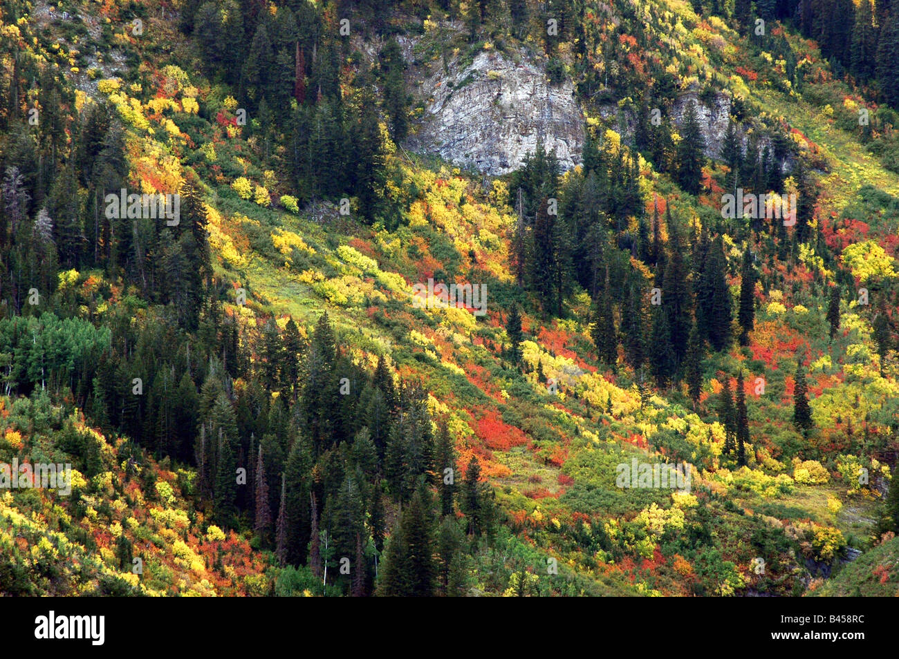 fall trees changing colors Stock Photo Alamy