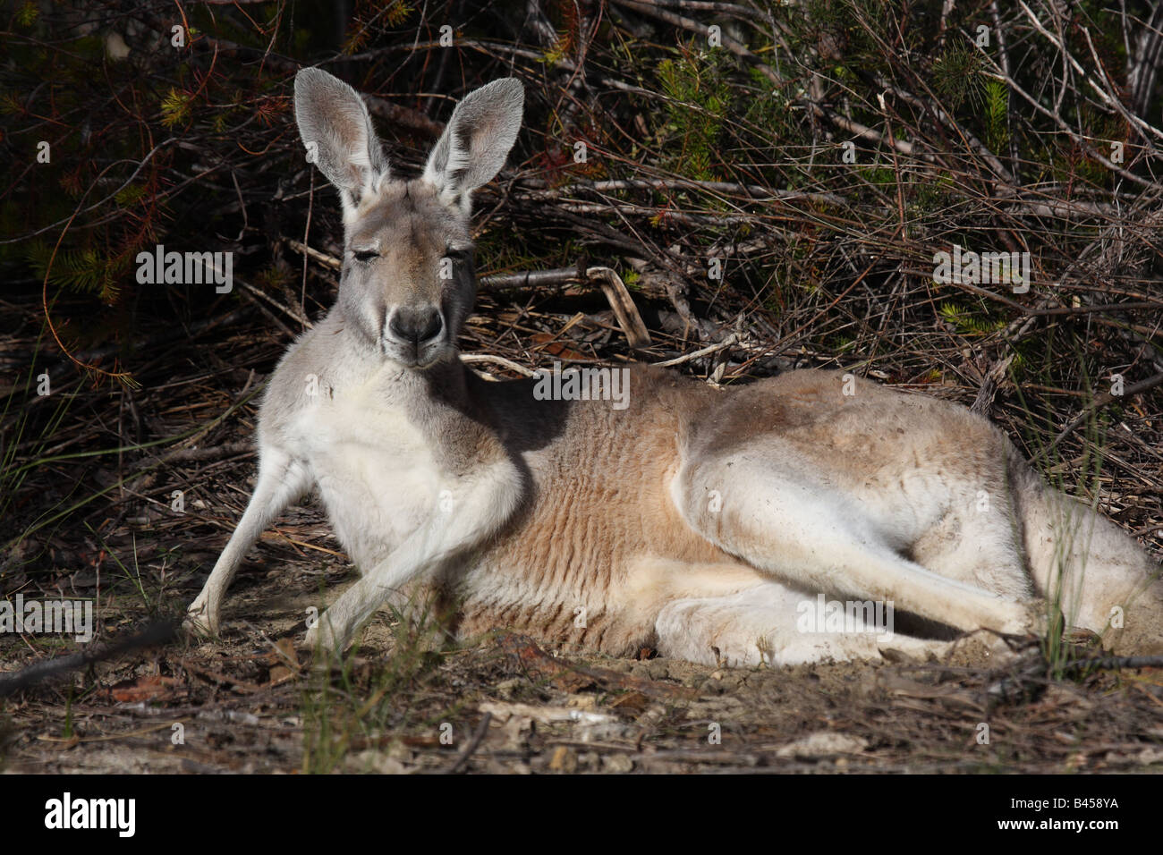 Red kangaroo male resting Stock Photo