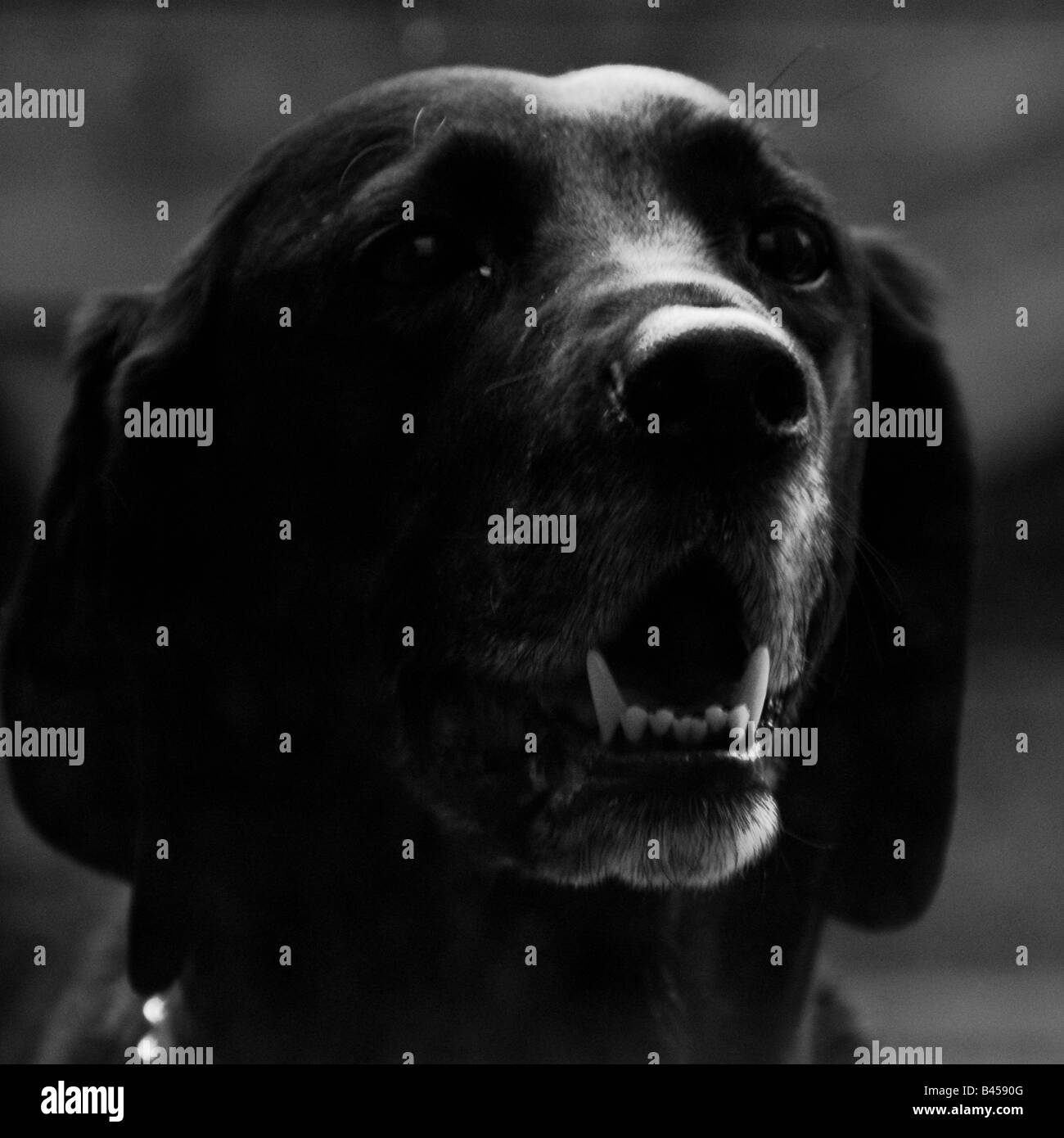 A black and white photograph of a black dog Stock Photo - Alamy