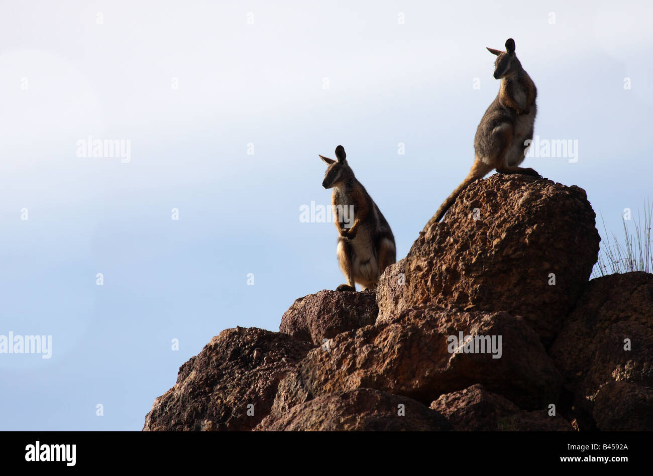 Yellow-footed rock wallabies standing on a rock Stock Photo
