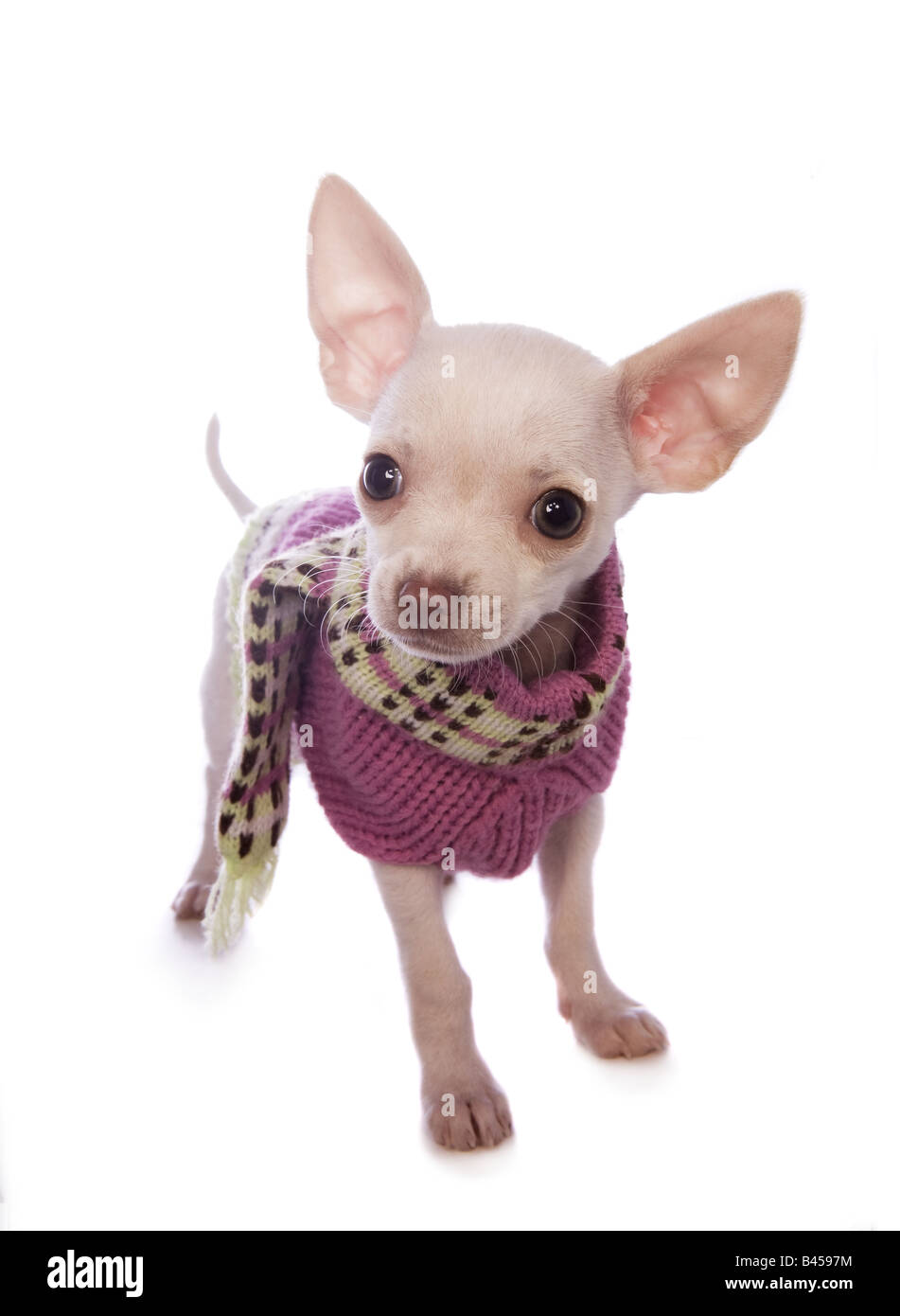 Mini chihuahua clothes cheap