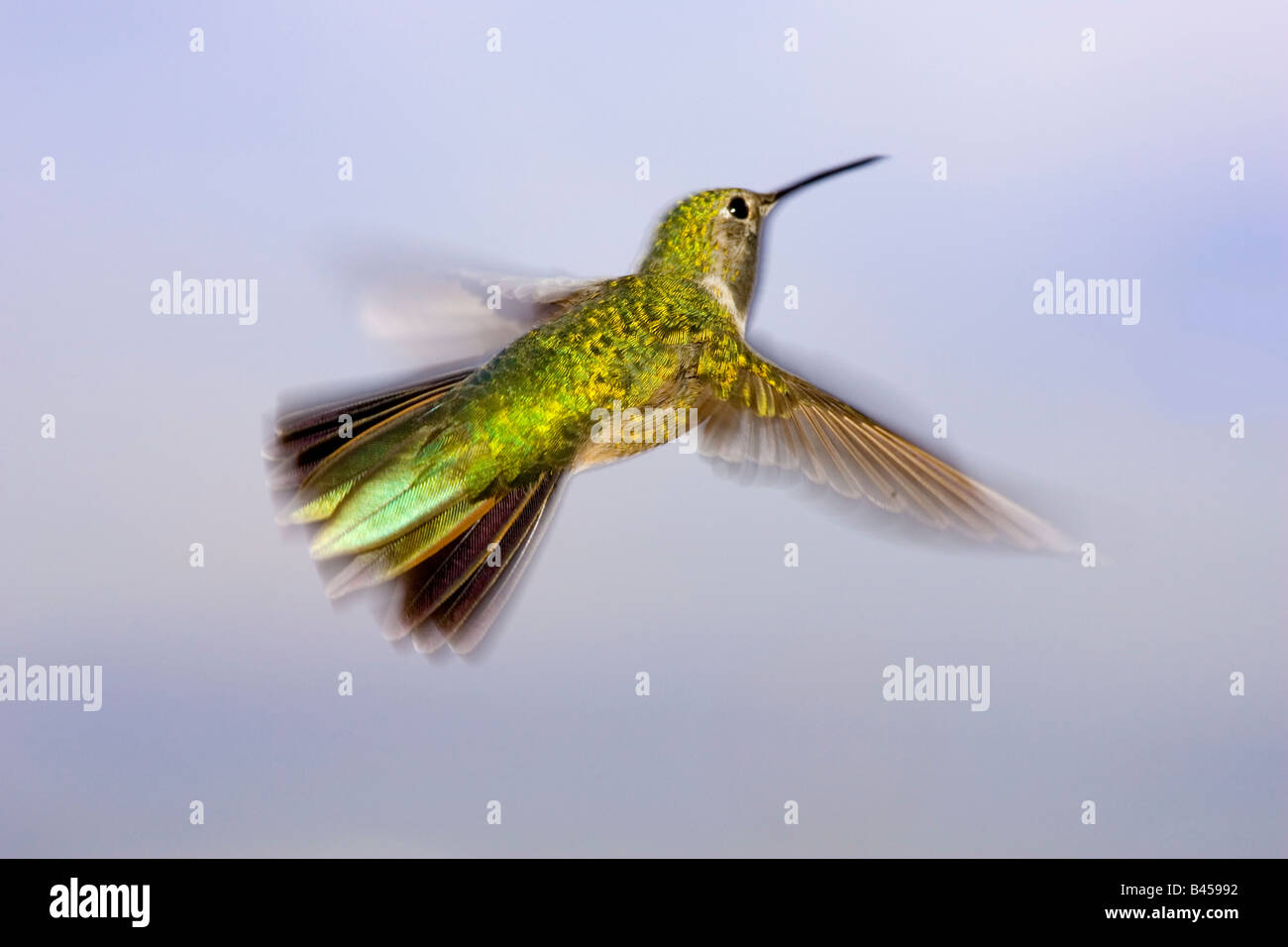 Female Roufous Hummingbird Female Rufous Hummingbird (Selasphorus rufus Stock Photo - Alamy