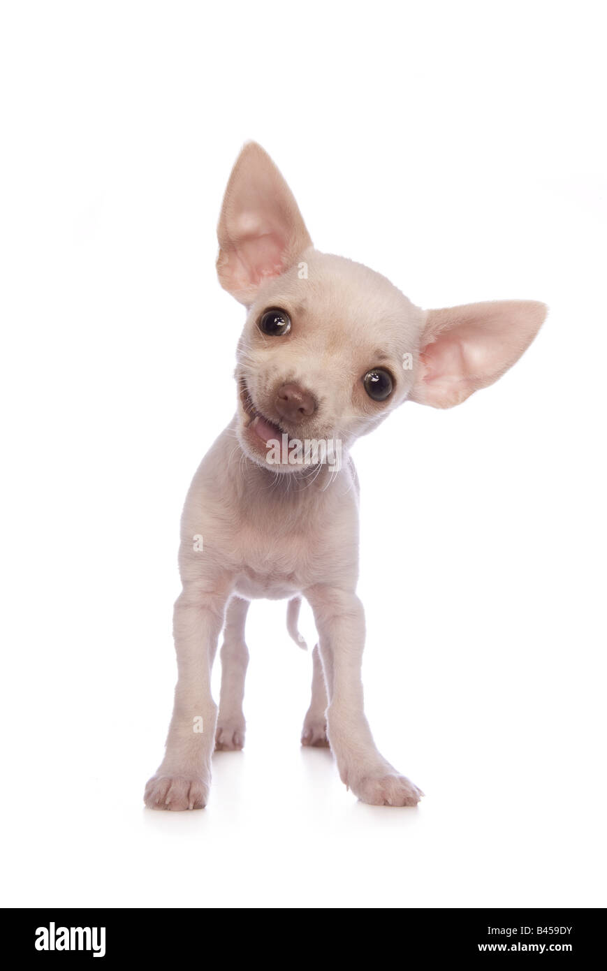 Cute cream color shorthaired Chihuahua puppy smiling isolated on white background Stock Photo