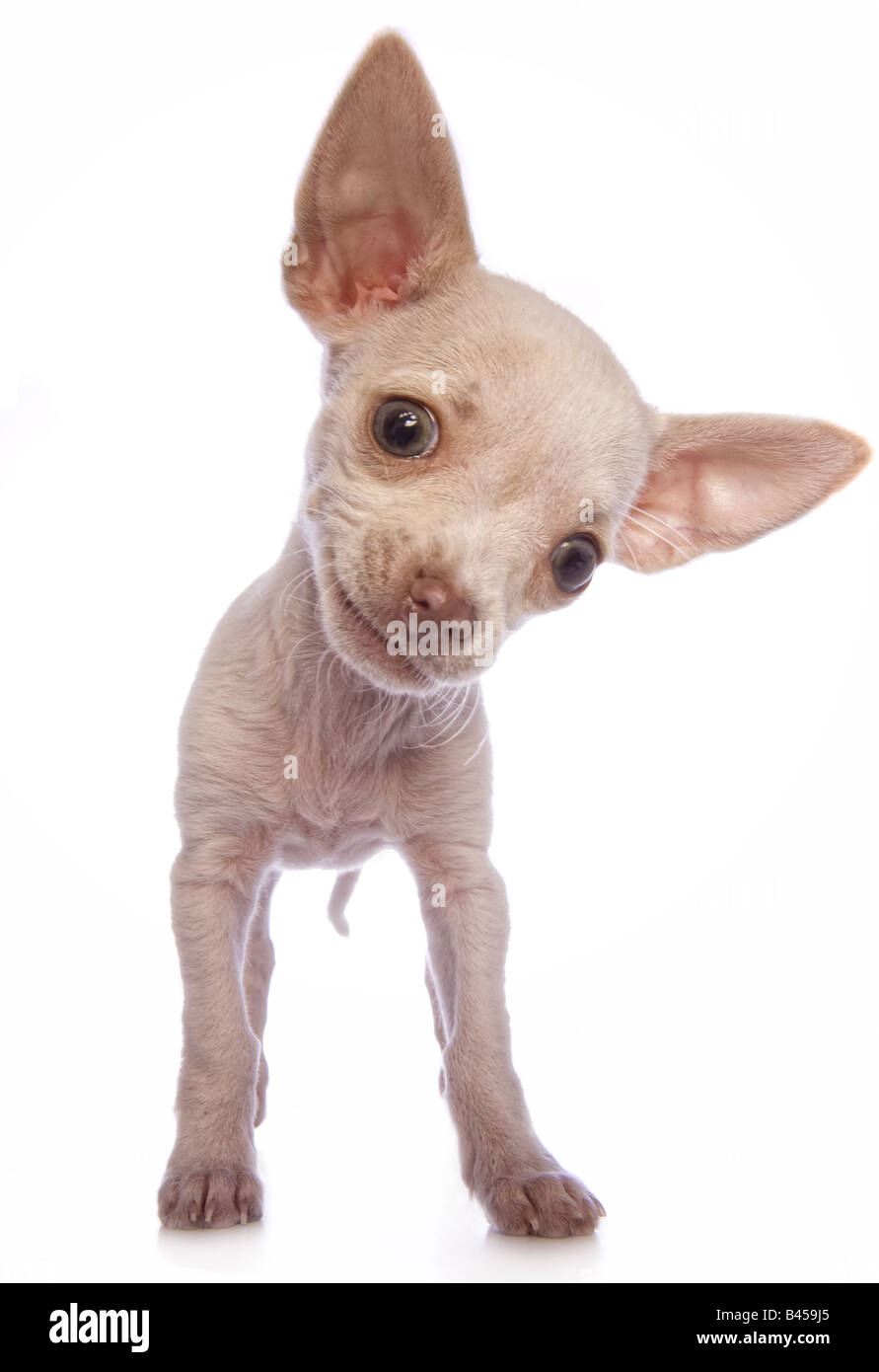 Cute cream color shorthaired Chihuahua puppy smiling isolated on white background Stock Photo