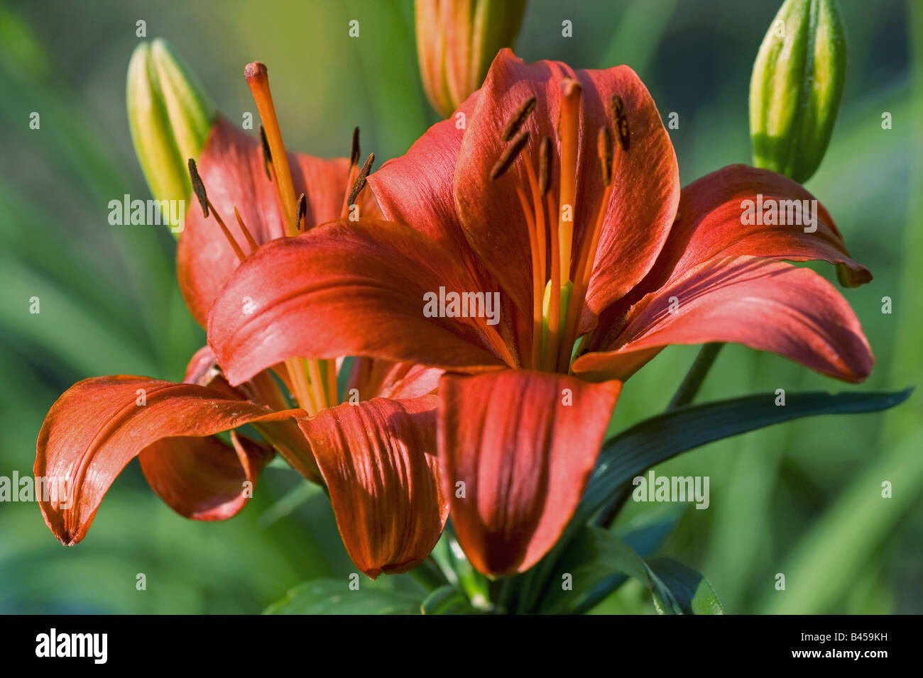 lily - blossom Stock Photo - Alamy