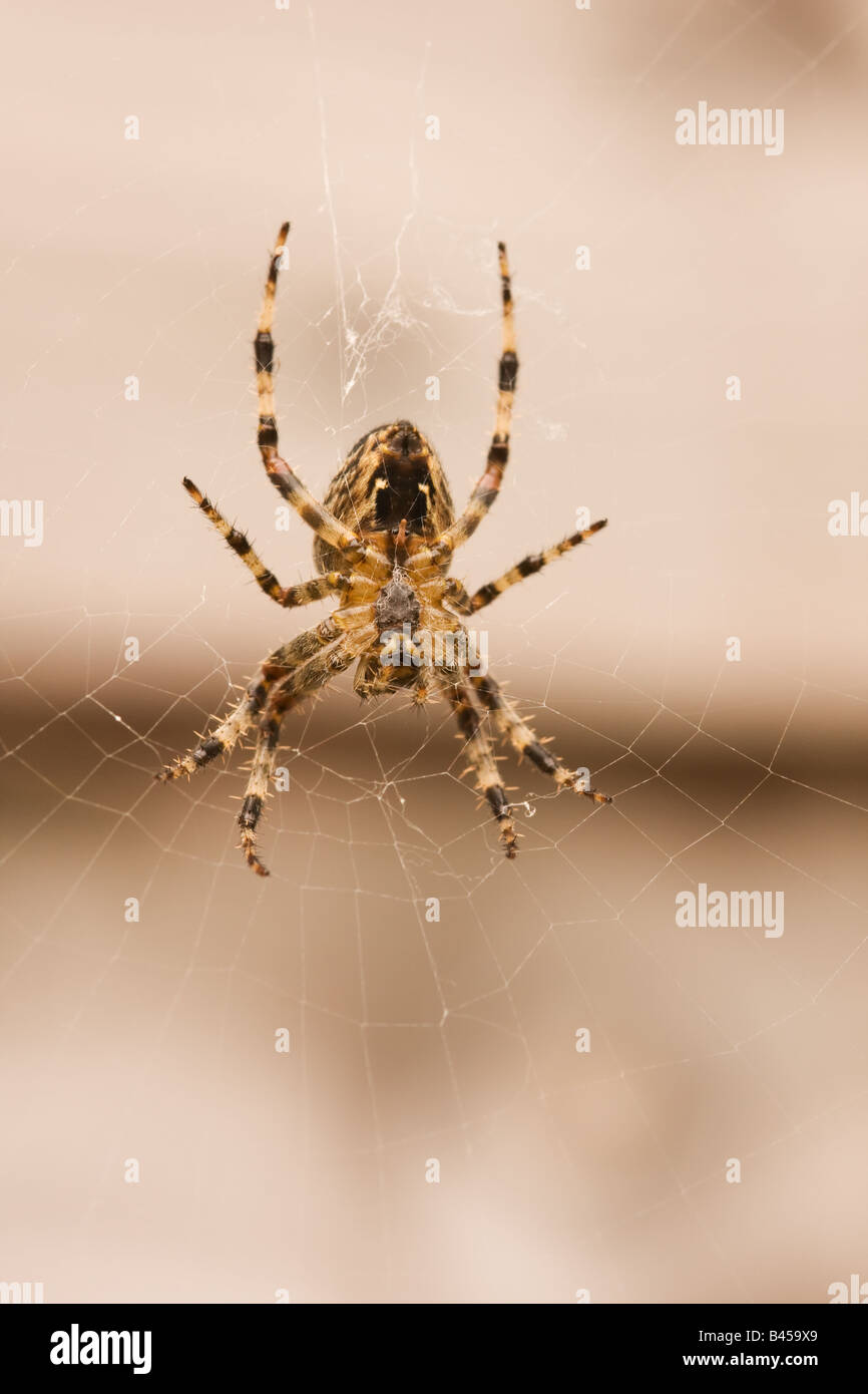 Garden spider macro Stock Photo - Alamy