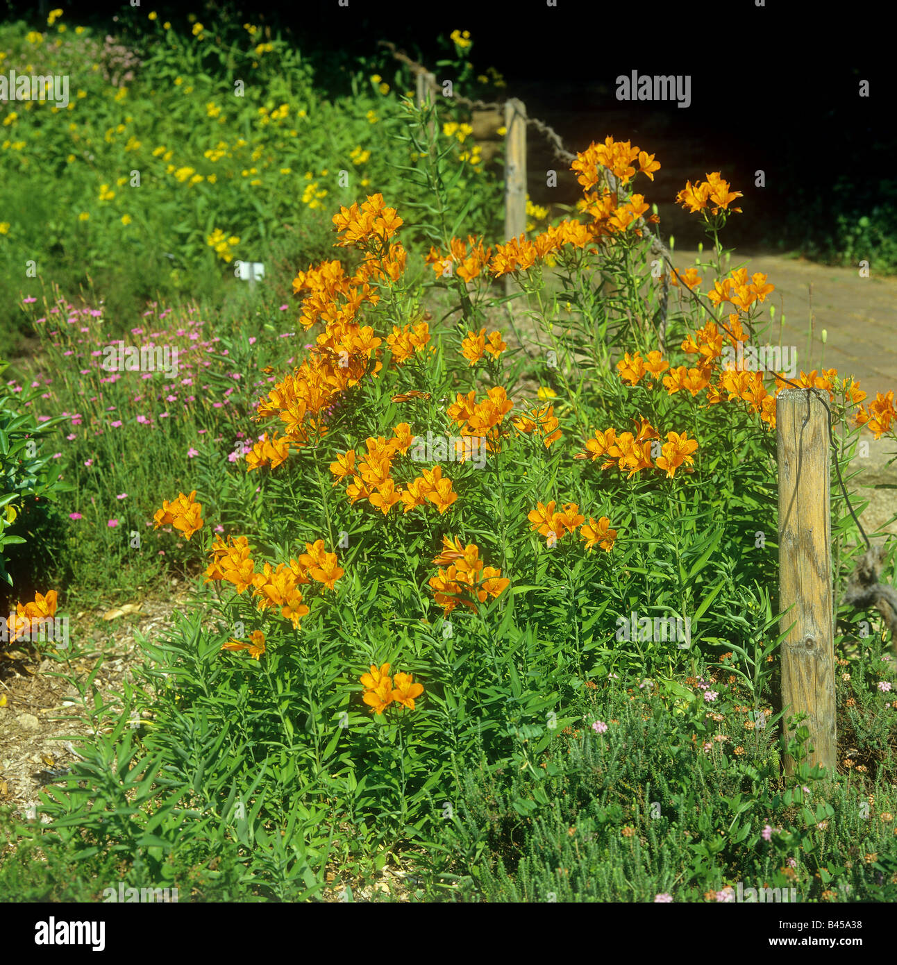 Peruvian Lilies / Alstroemeria aurea Stock Photo