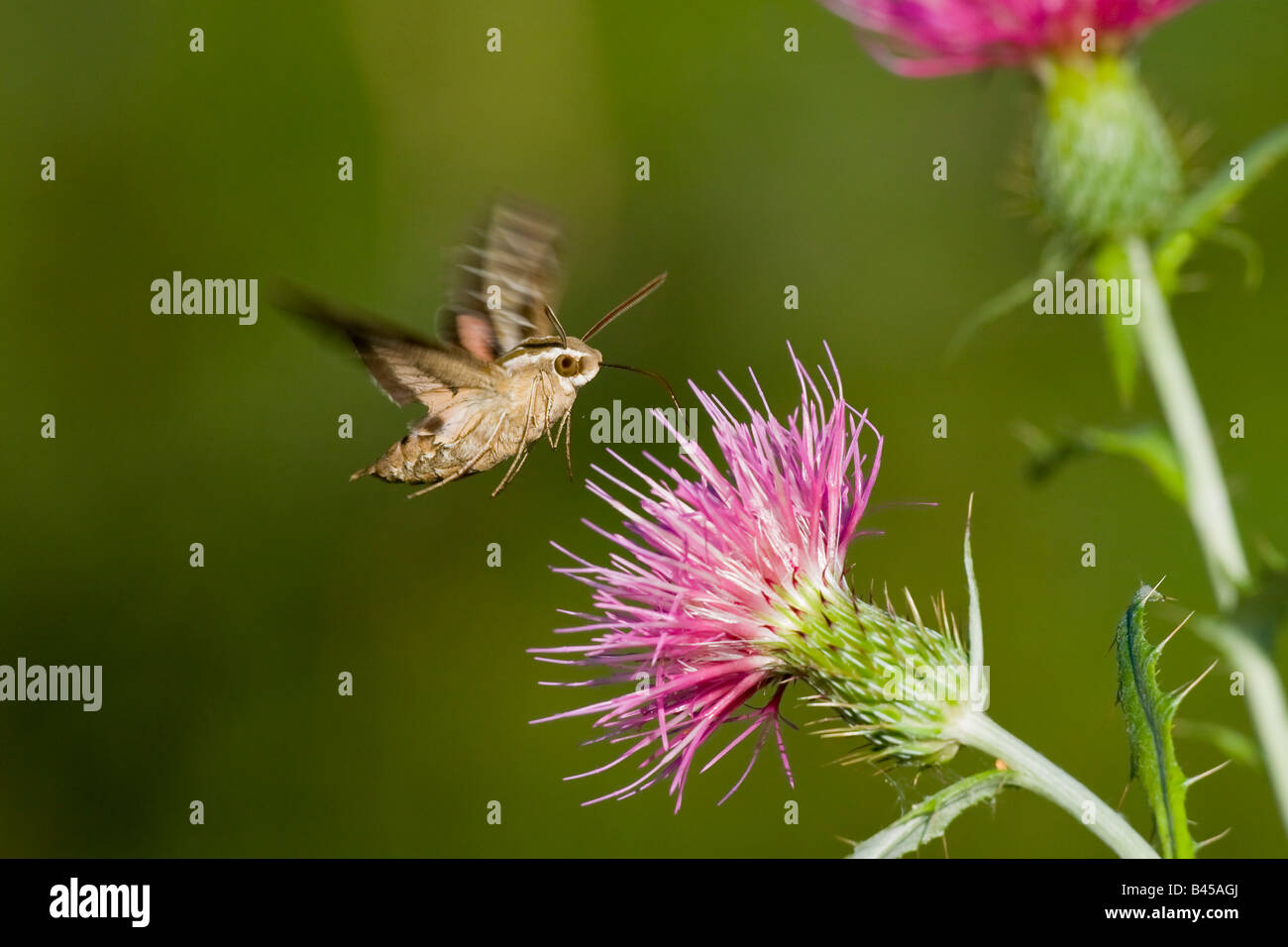 White-lined Sphinx Moth Hyles lineata Stock Photo - Alamy