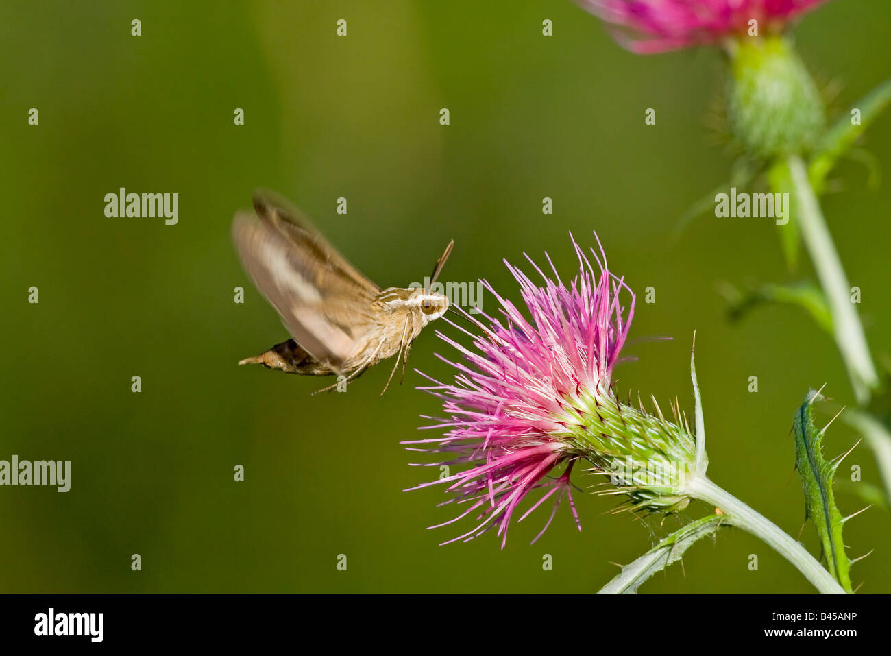 White-lined Sphinx Moth Hyles lineata Stock Photo