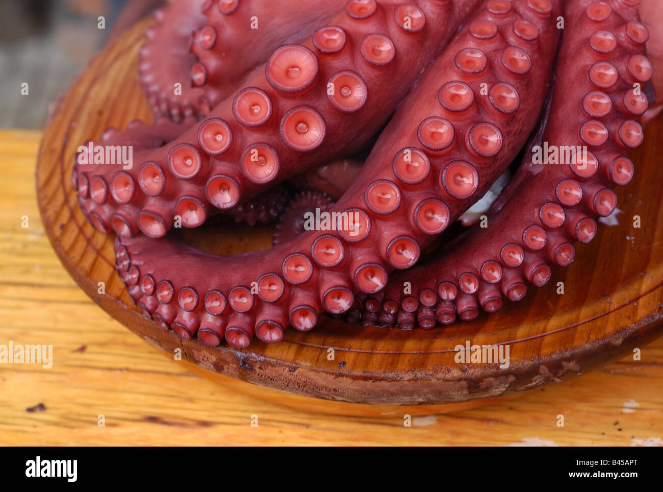 Octopus Pulpo red 'eight-footed'  seafood delicacy 'eight-footed' eight arms  tentacles squid  suction cups. Stock Photo