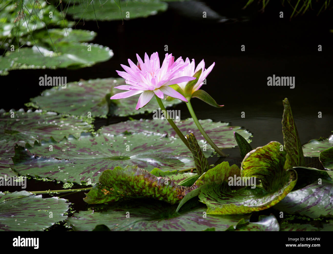 Water Lily, Nymphaea, Nymphaeaceae Stock Photo