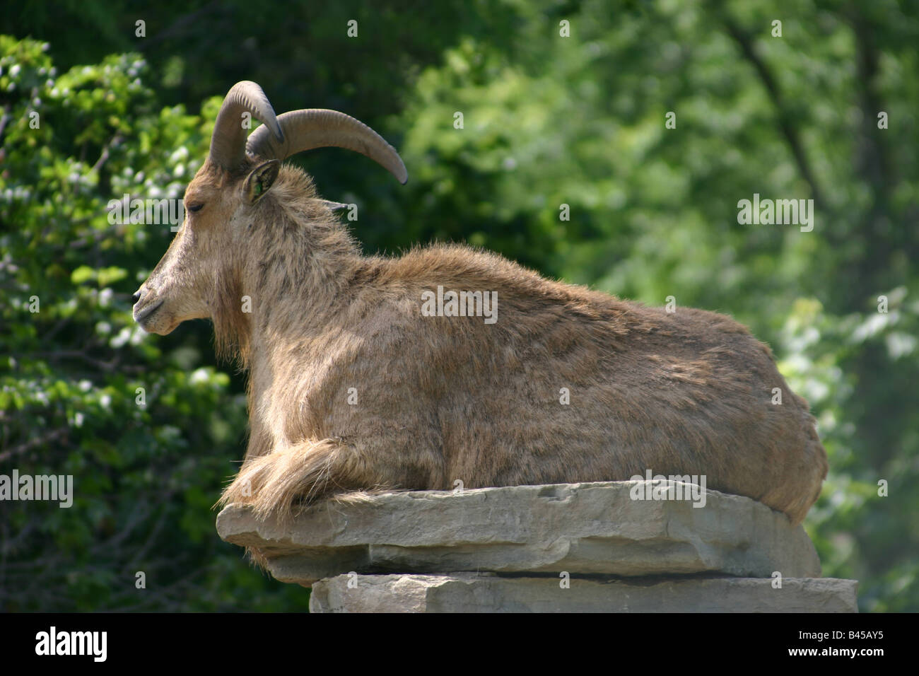 A male barbary sheep ram), a species of goat-antelope native to North  Africa, sitting on a rock in it's enclosure in a zoo Stock Photo - Alamy