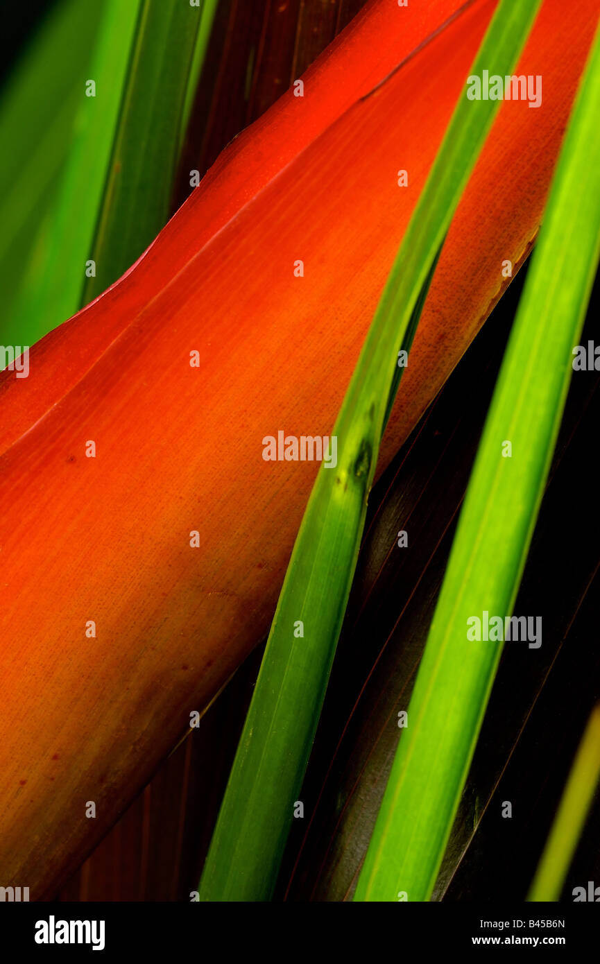 Heliconia psittacorum or Parrot flower Stock Photo - Alamy