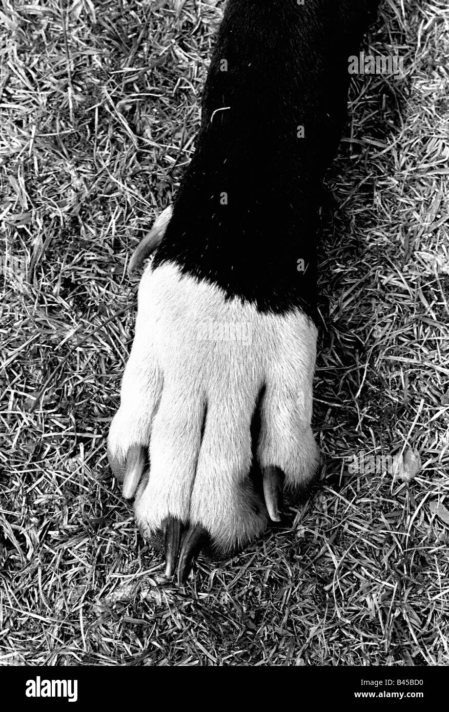 The paw of a great dane in the grass Stock Photo Alamy