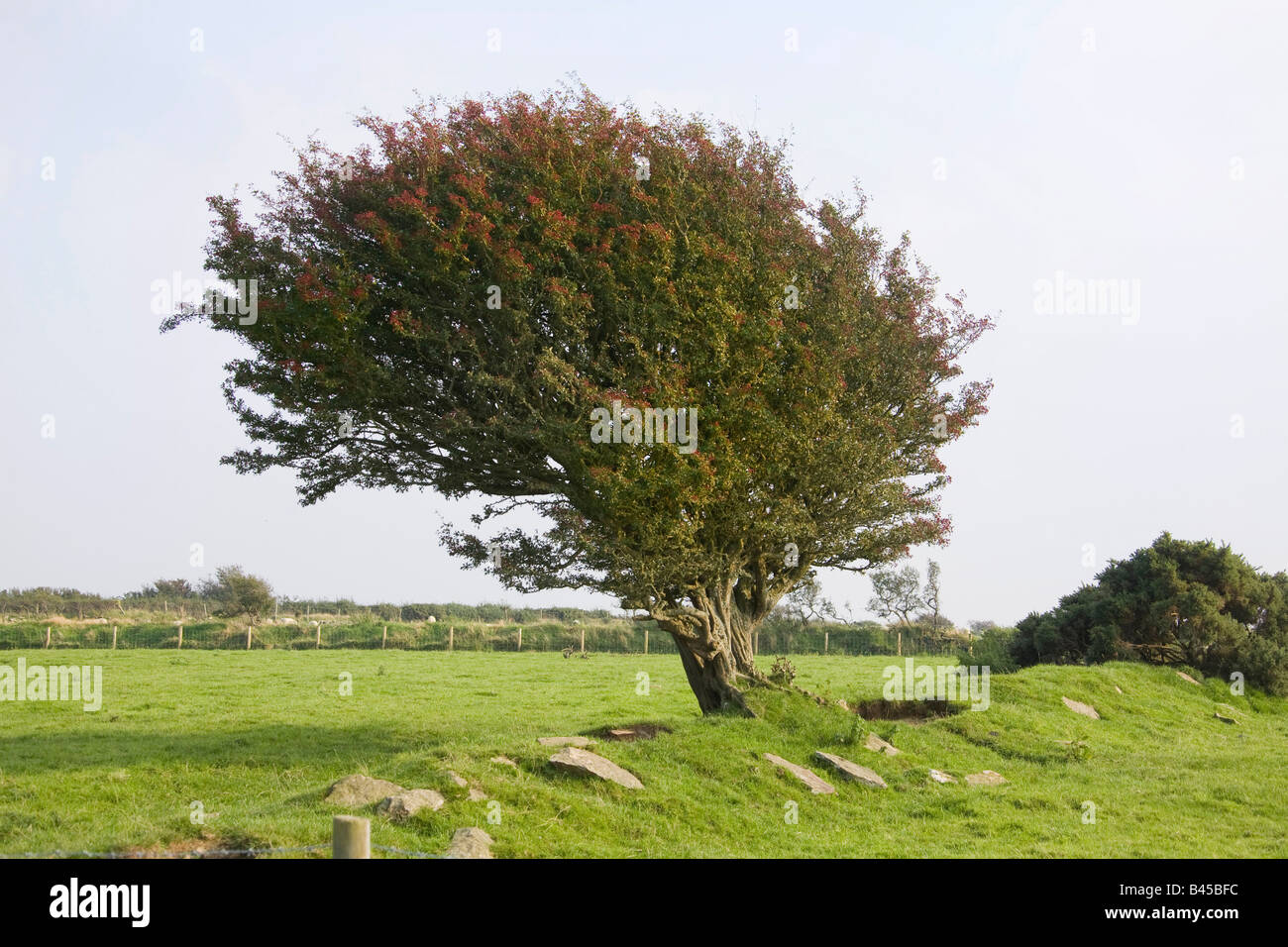 Sweeped Tree Wind swept tree with red berries in Pembrokeshire West Wales UK ...