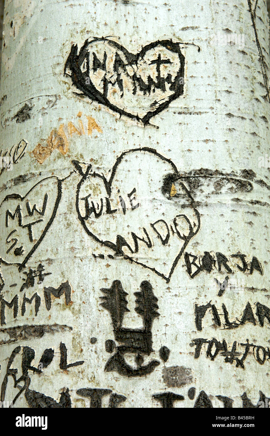 Graffiti on a tree in central Paris alongside the River Seine Stock Photo