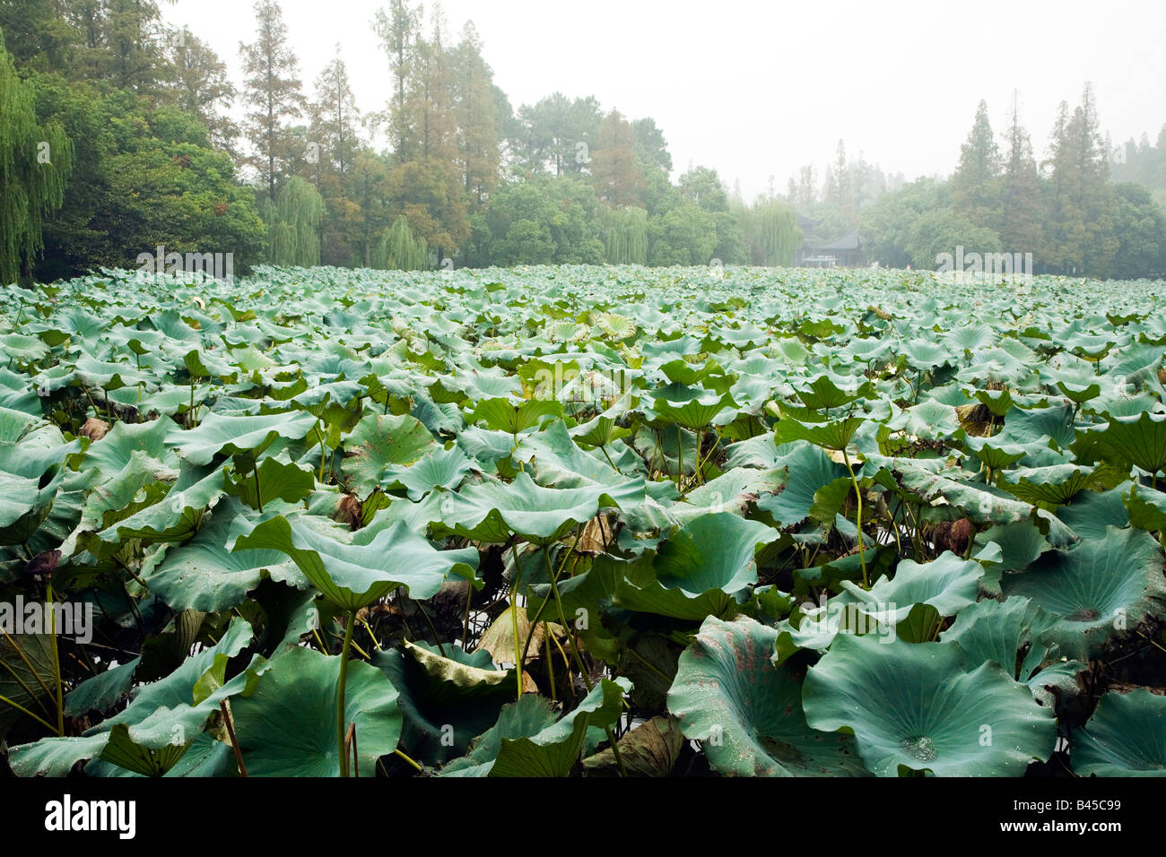 Aquatic plants asia hi-res stock photography and images - Alamy