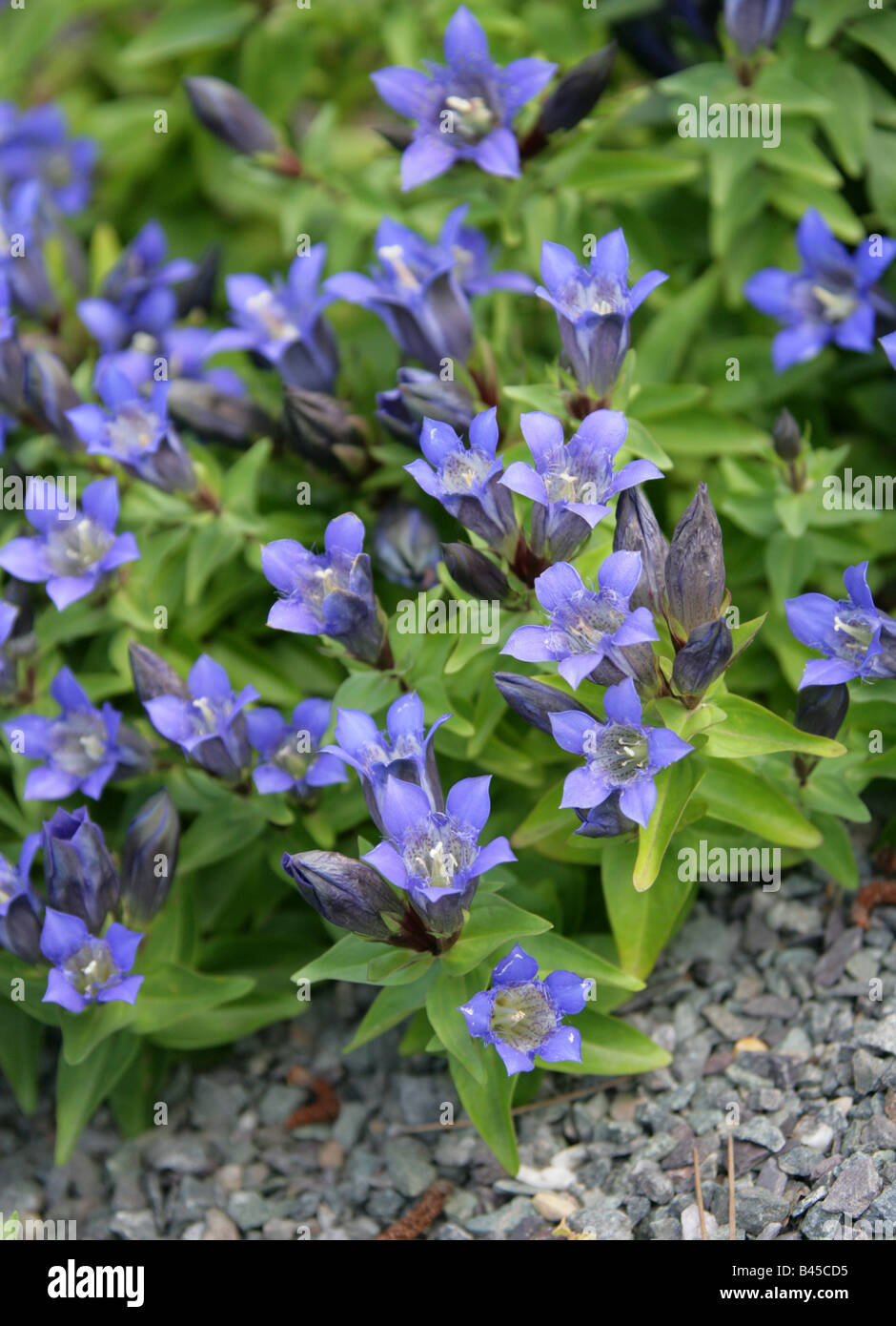 Pleated Gentian or Rocky Mountain Gentian, Gentiana affinis, Gentianaceae, North America USA Stock Photo