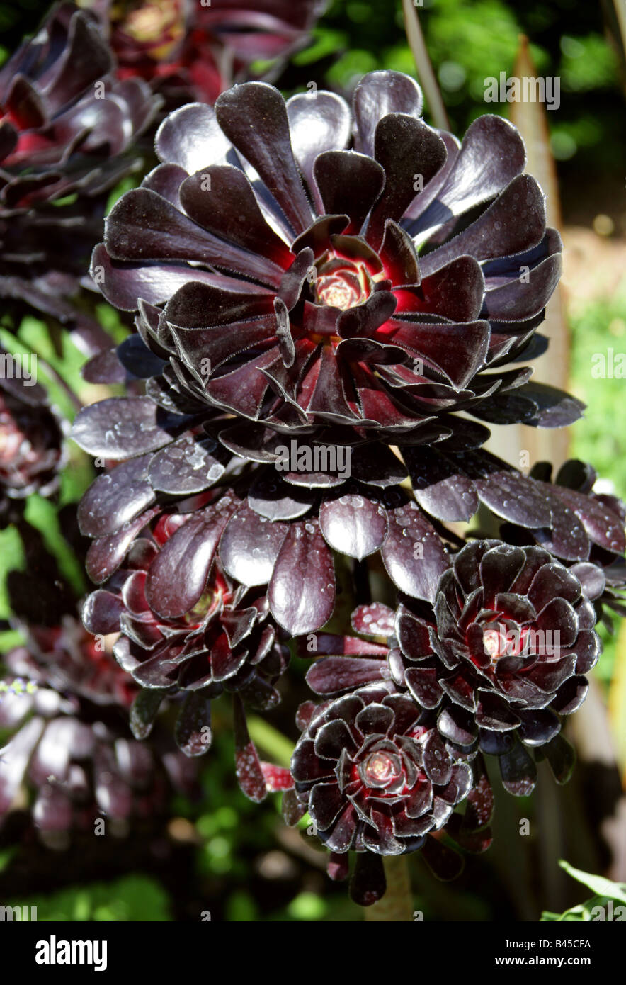 Purple Crest Aeonium or Black Tree Aeonium, Aeonium arboreum var atropurpureum, Morocco, North Africa Stock Photo