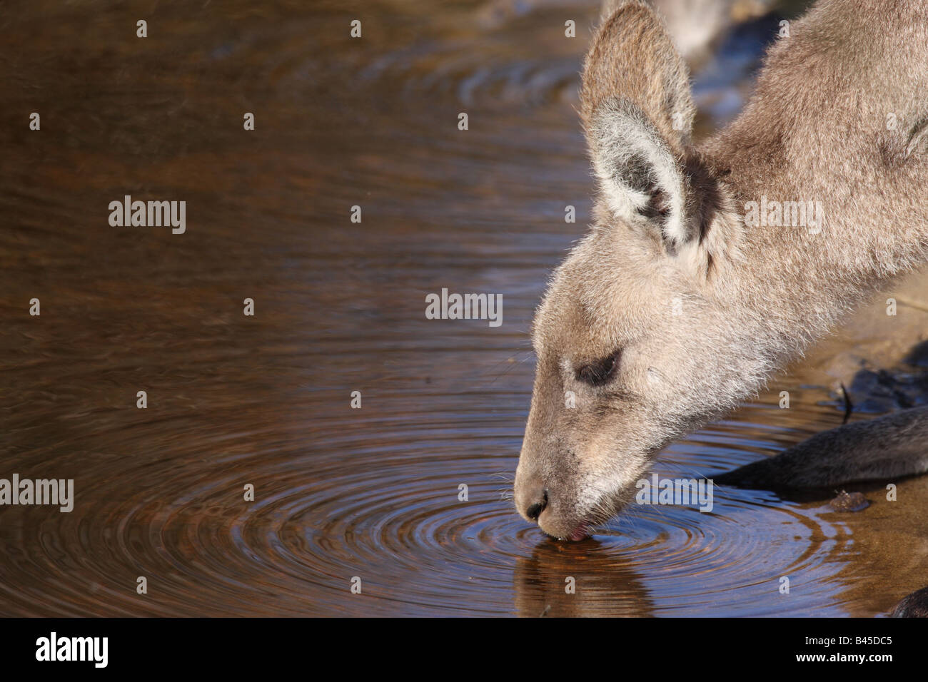 kangaroo drinking at waterhole Stock Photo