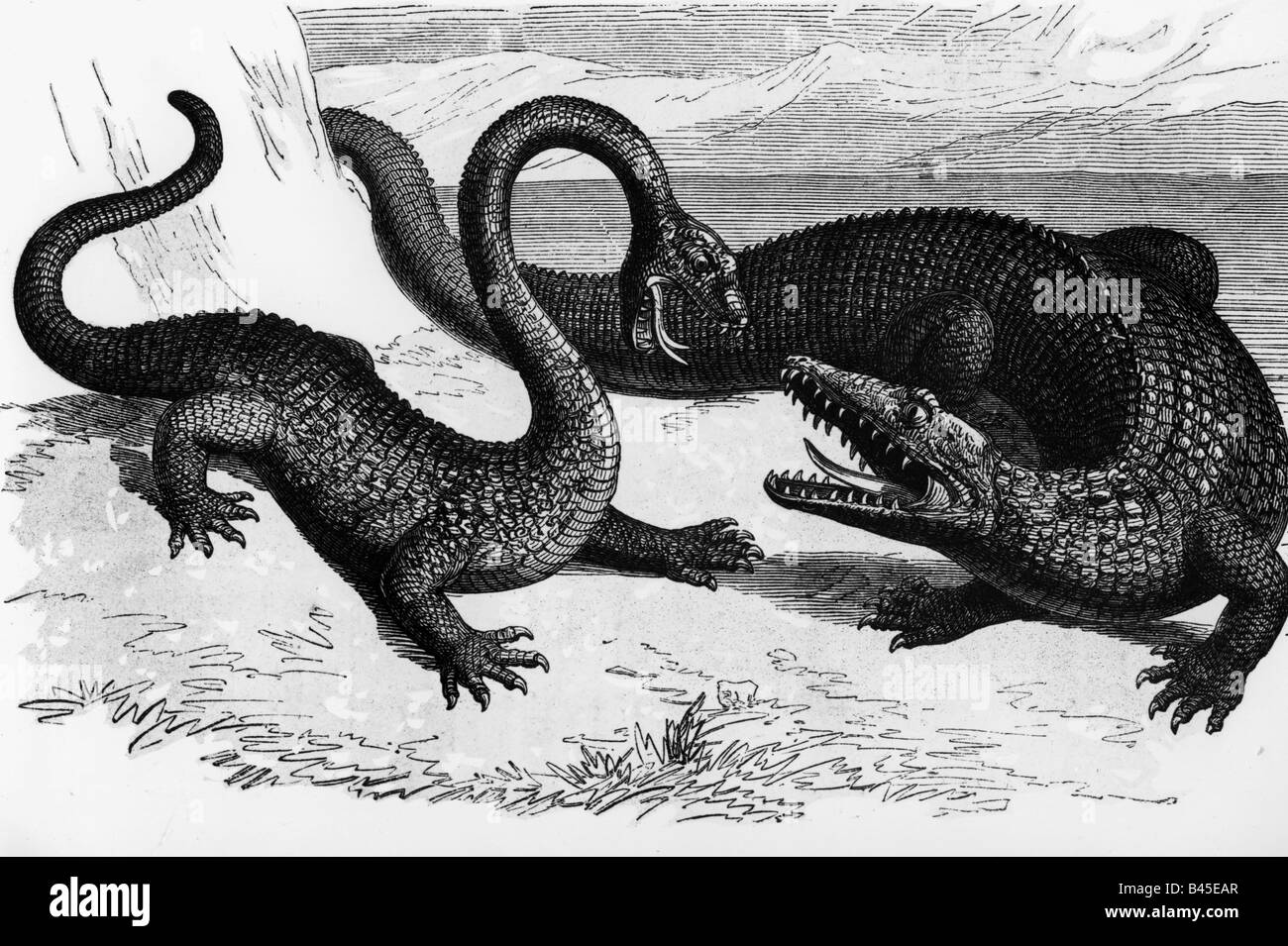 superstition, mythical creatures, dragons, fighting dragons, wood engraving, 19th century, reptiles, crocodile, dragon, zoology, historic, historical, Stock Photo