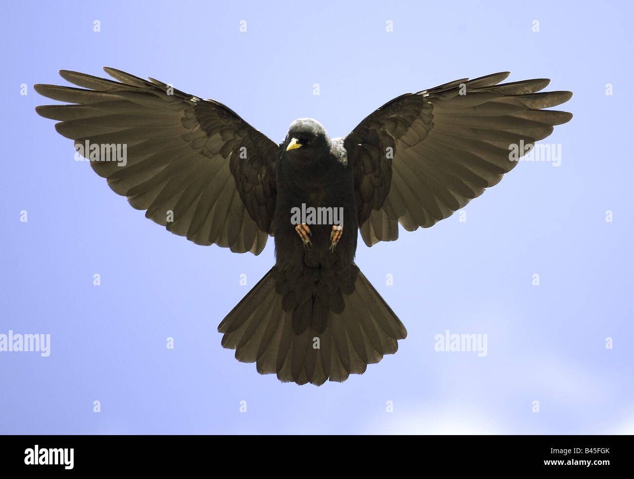 zoology / animals, avian / bird, Alpine Chough, (Pyrrhocorax graculus ...