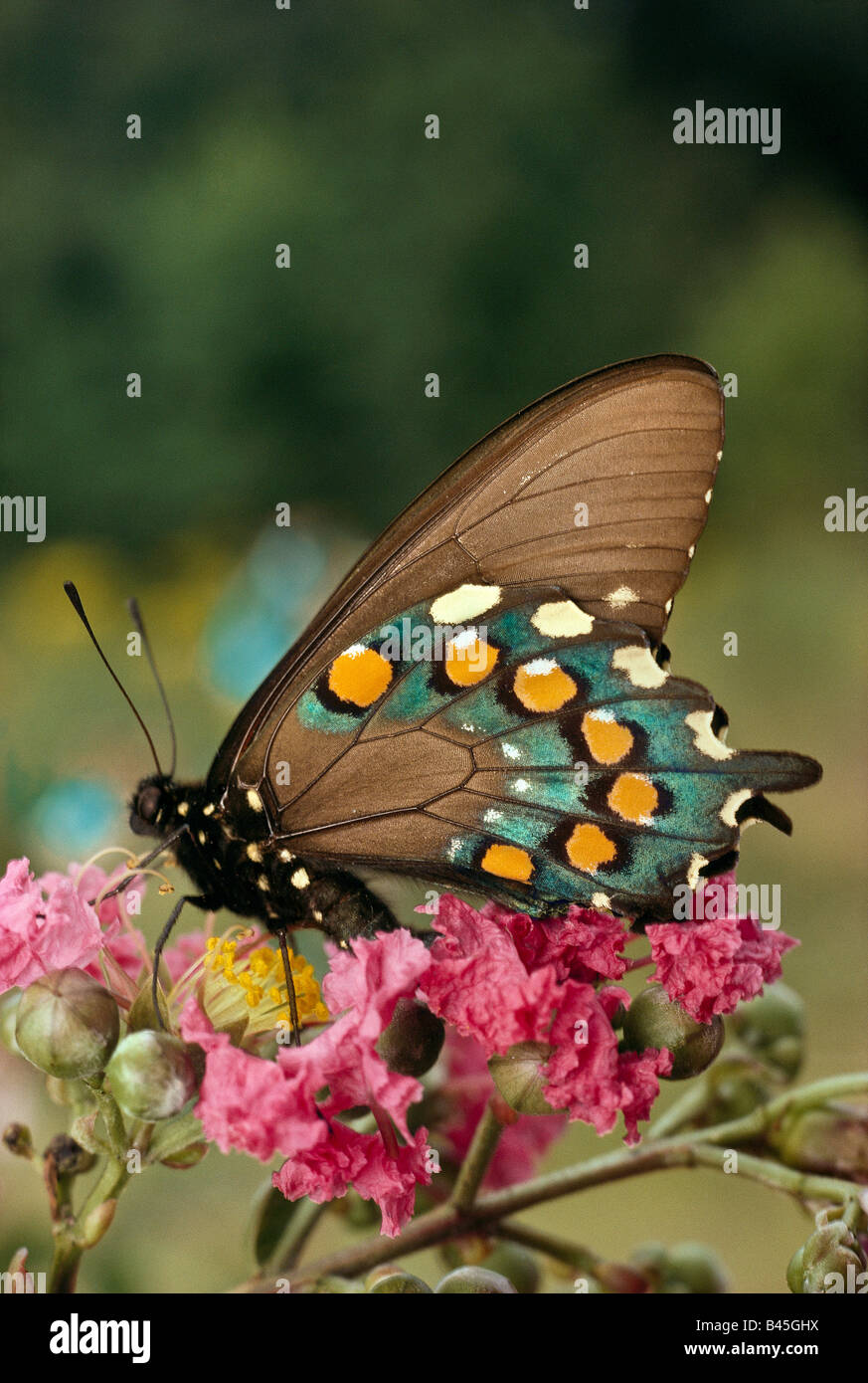 Spicebush Swallowtail Butterfly, Papilionidae: Papilio troilus, sipping nectar. Stock Photo