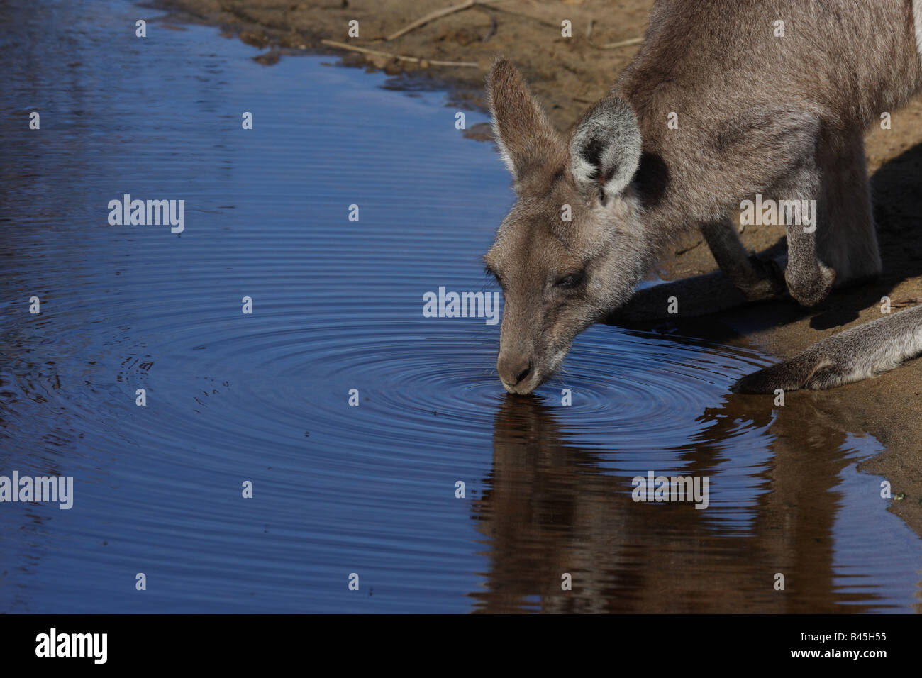 kangaroos drinking at waterhole Stock Photo
