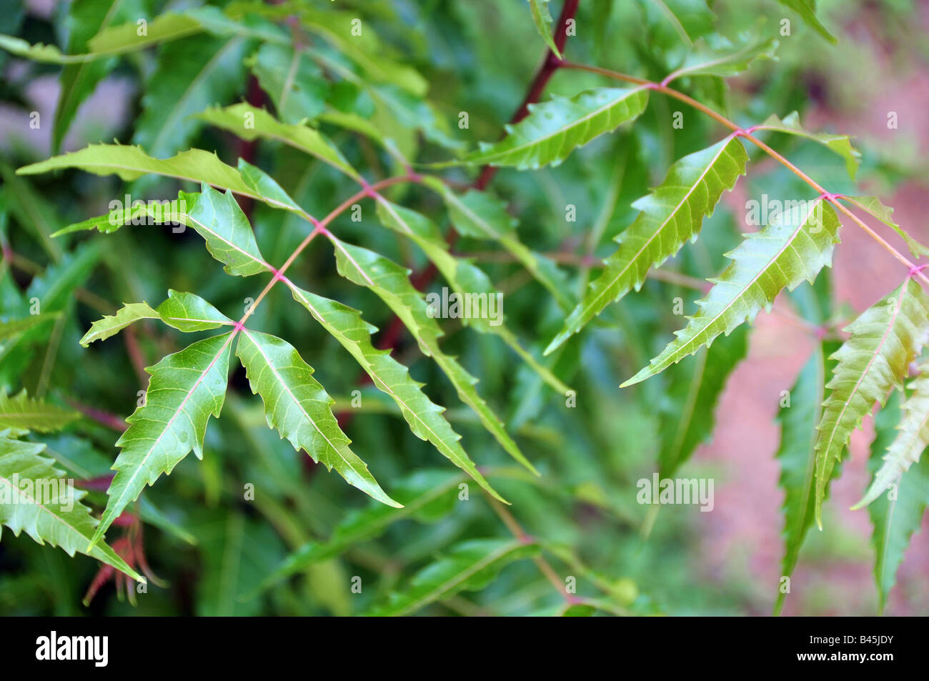 fresh neem leaves Stock Photo