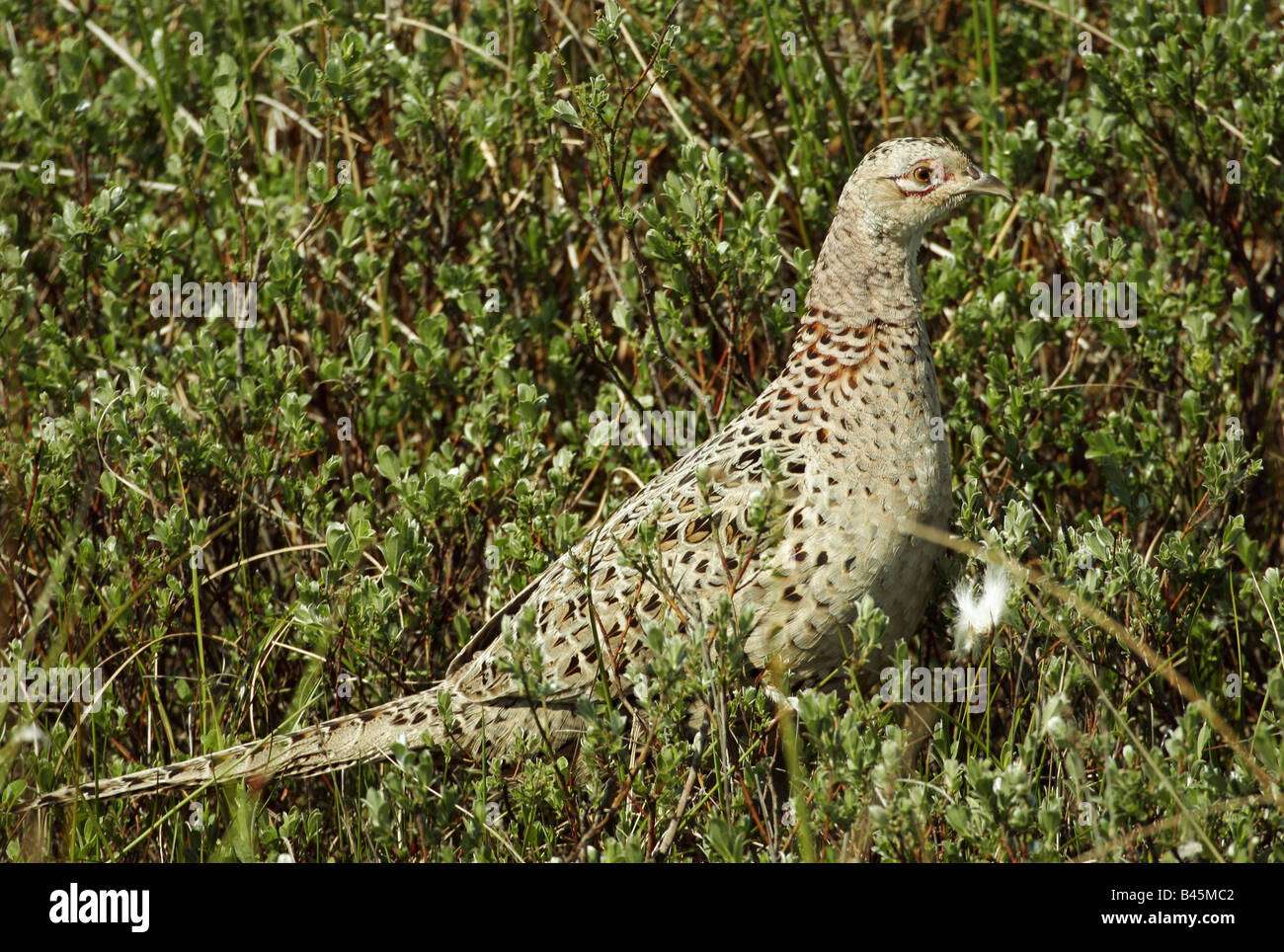 zoology / animals, avian / bird, Phasianidae, Common Pheasant (Phasianus colchicus), female animal in meadow, Amrum, Germany, distribution: Asia, Europe, Additional-Rights-Clearance-Info-Not-Available Stock Photo