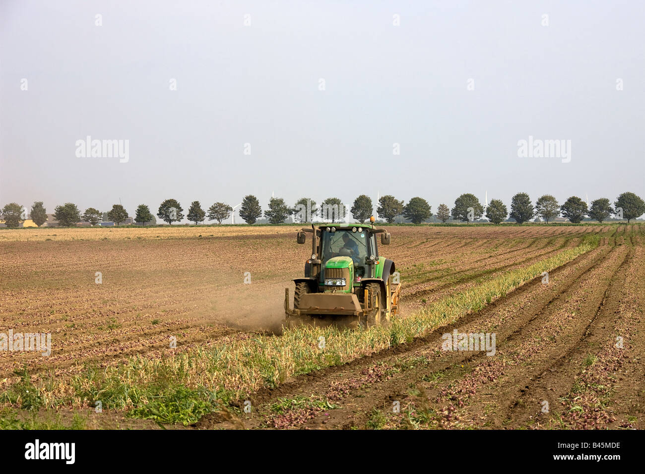 Harvesting a field of onions in the Cambridgeshire fens. Stock Photo