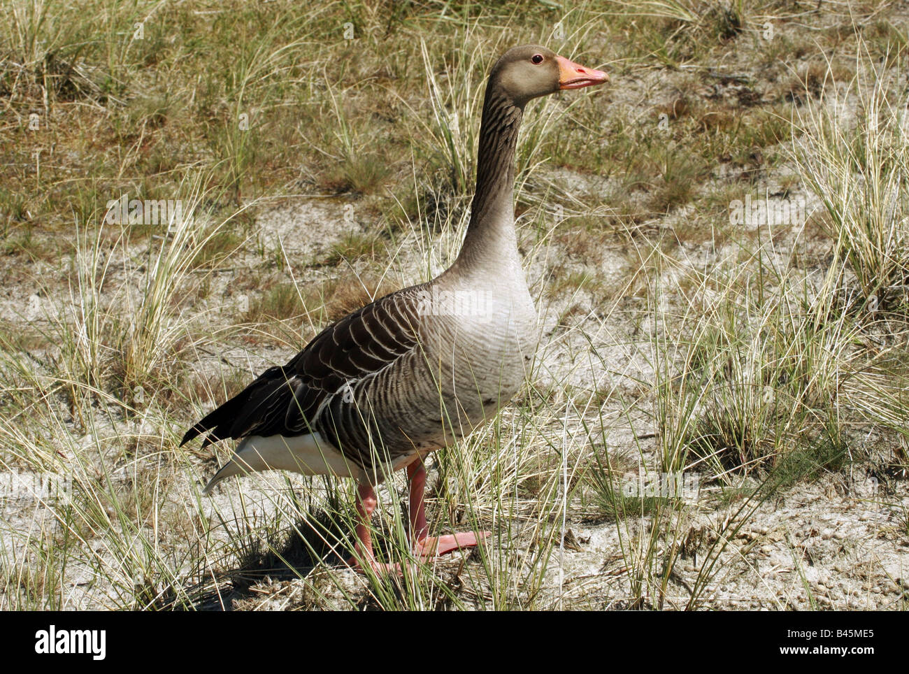 zoology / animals, avian / bird, Anatidae, Greylag Goose (Anser anser), standing in meadow, Amrum, Germany, distribution: Europe, Additional-Rights-Clearance-Info-Not-Available Stock Photo