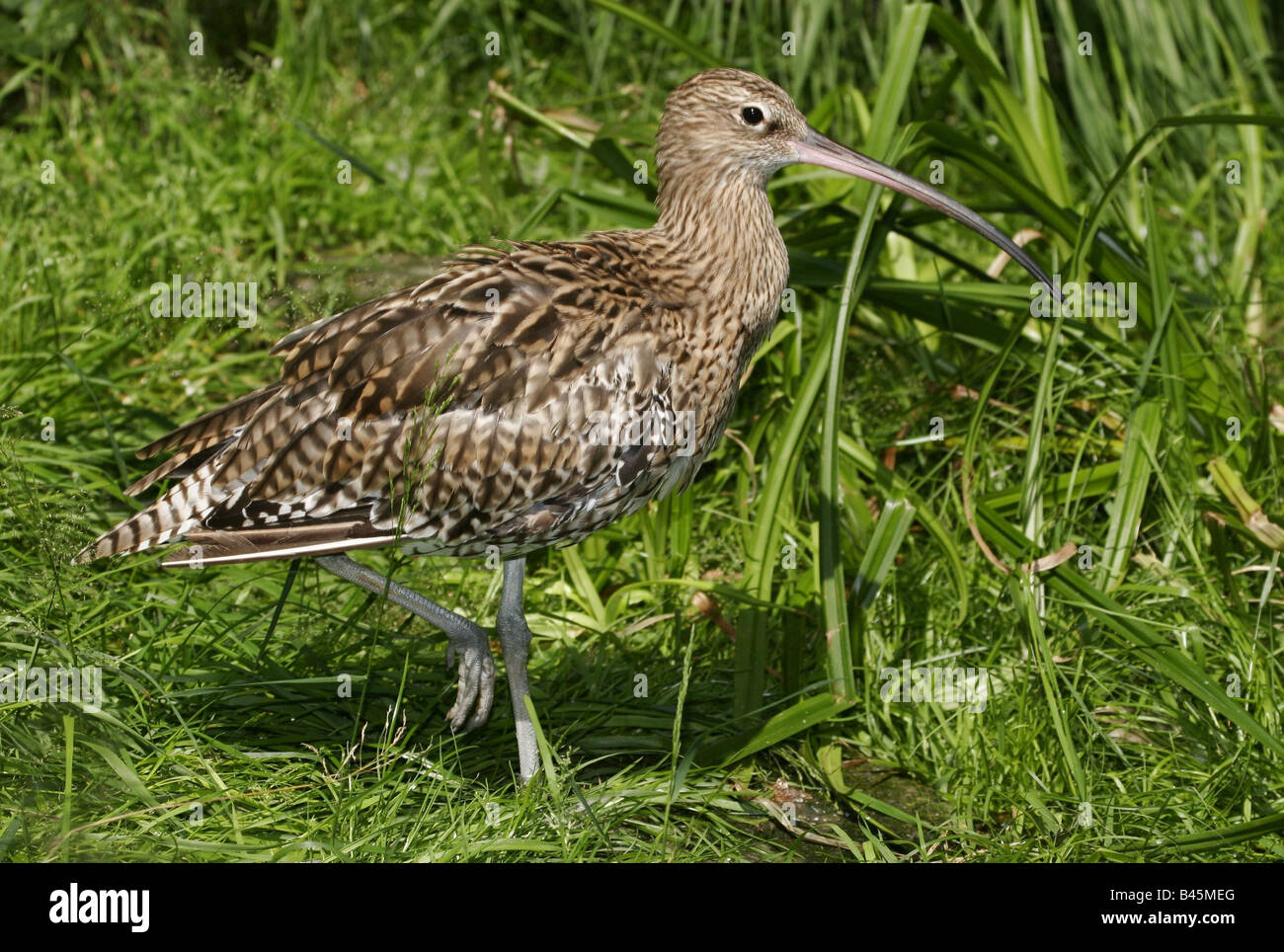 zoology / animals, avian / bird, Scolopacidae, Eurasian Curlew (Numenius arquata), standing in meadow, Bavarian Forest, Germany, distribution: Europe, Additional-Rights-Clearance-Info-Not-Available Stock Photo
