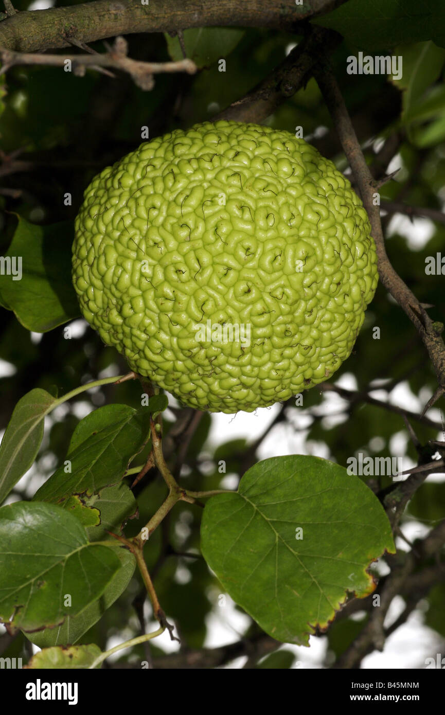 botany, Maclura, 'Osage-orange' (Maclura pomifera), fruit on branch, Leitha mountains, Austria, Additional-Rights-Clearance-Info-Not-Available Stock Photo