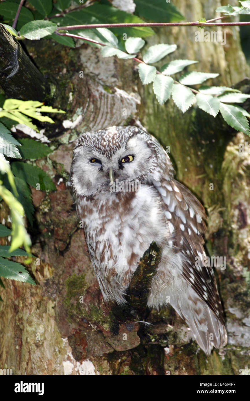 zoology / animals, avian / bird, Strigidae, Tengmalm's Owl (Aegolius funereus), sitting on branch, Bavarian Forest, Germany, distribution: Europe, Asia, North America, Additional-Rights-Clearance-Info-Not-Available Stock Photo