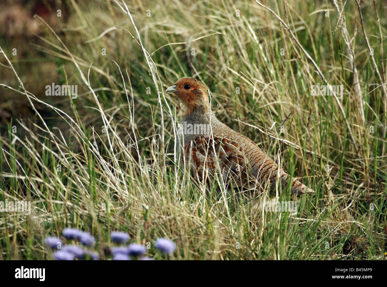 zoology / animals, avian / bird, Phasianidae, Grey Partridge (Perdix perdix), standing in meadow, Oeland, Sweden, distribution: Europe, Asia, Additional-Rights-Clearance-Info-Not-Available Stock Photo