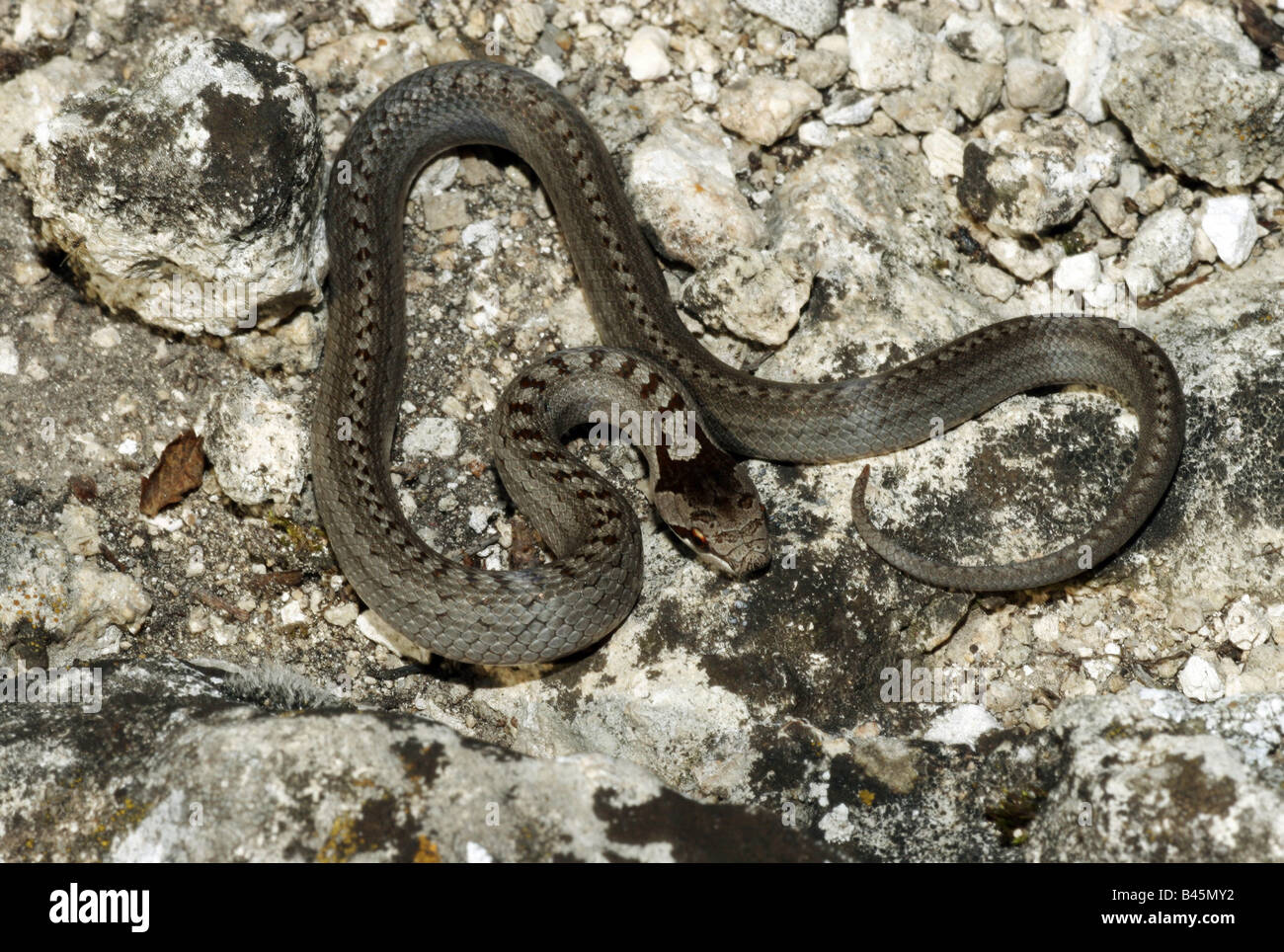 zoology / animals, reptile, Colubridae, Smooth snake (Coronella austriaca), on rock, Neusiedler See, Austria, distribution: Europe, western Asia, Additional-Rights-Clearance-Info-Not-Available Stock Photo