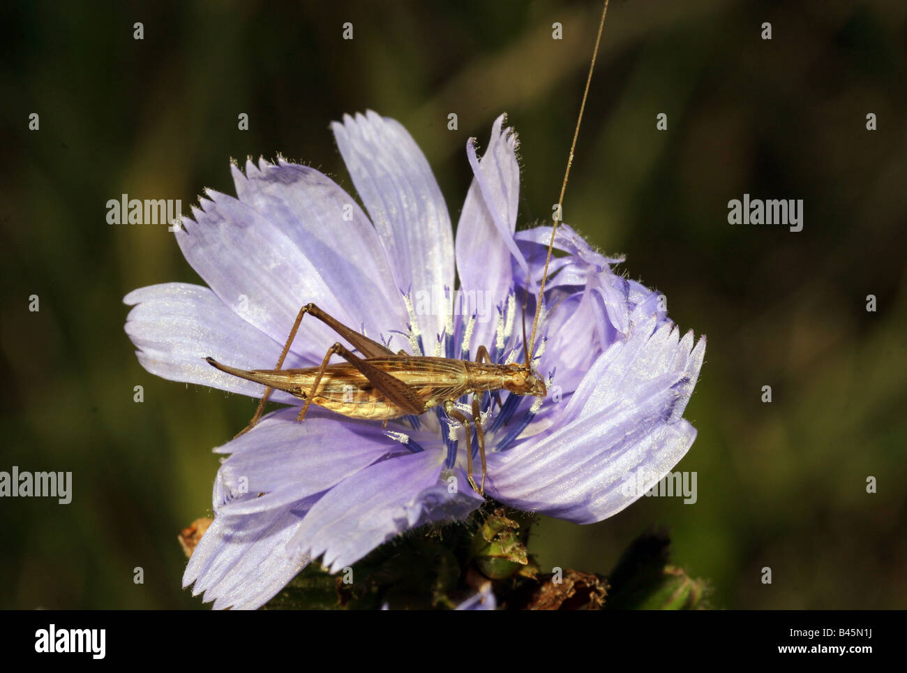 zoology / animals, insect, Oecanthidae, Oecanthus pellucens, sitting on flower, Leitha mountains, Austria, distribution: Europe, Additional-Rights-Clearance-Info-Not-Available Stock Photo