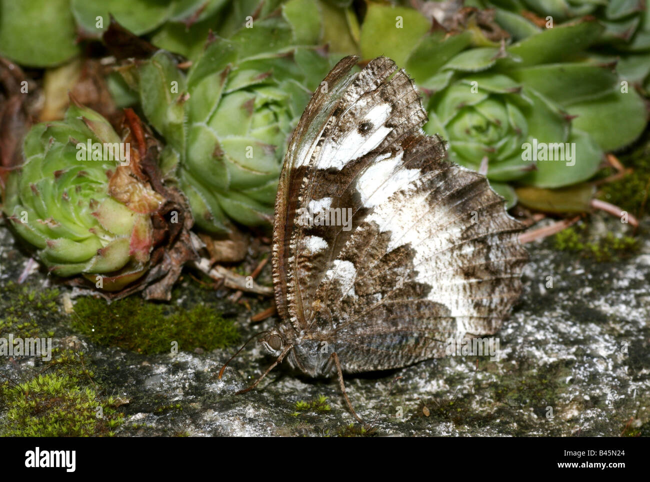 zoology / animals, insect, Nymphalidae, Great Banded Grayling (Brintesia circe), sitting on stone, Leitha mountains, Austria, distribution: Europe, Additional-Rights-Clearance-Info-Not-Available Stock Photo