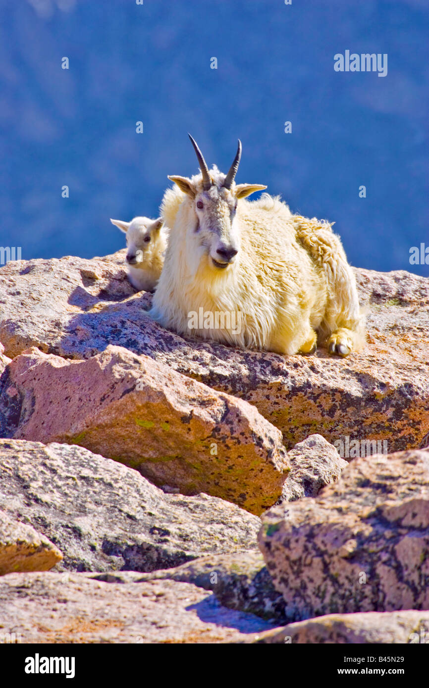 Female Rocky Mountain Goat with kid (Oreamnos americanus Stock Photo ...