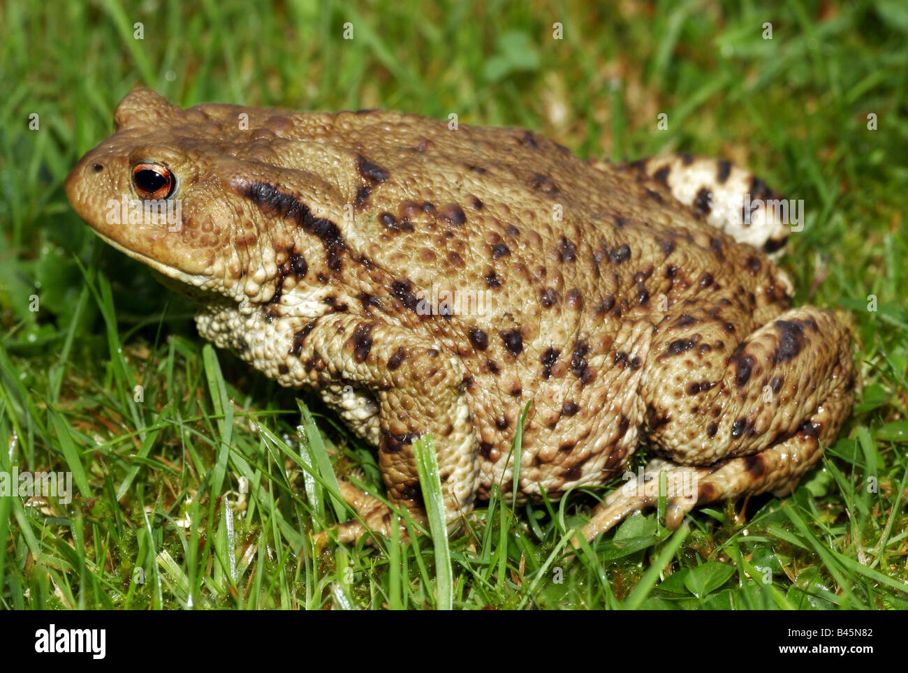 zoology / animals, amphibian, Bufonidae, Common Toad (Bufo bufo
