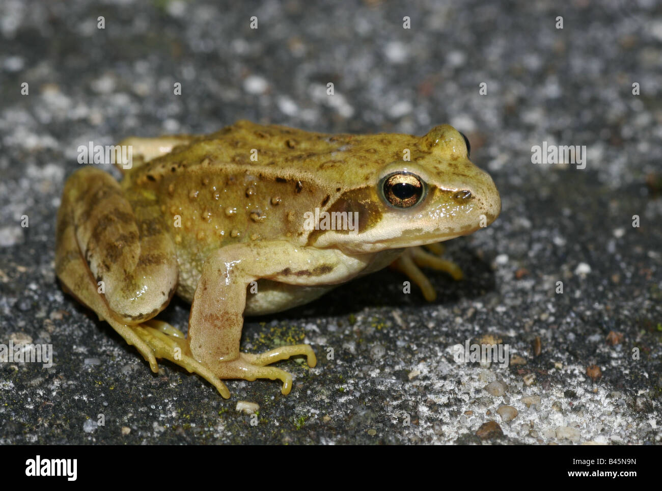zoology / animals, amphibia, Rana, European Common Frog (Rana temporaria), sitting on rock, distribution: Europe, Additional-Rights-Clearance-Info-Not-Available Stock Photo