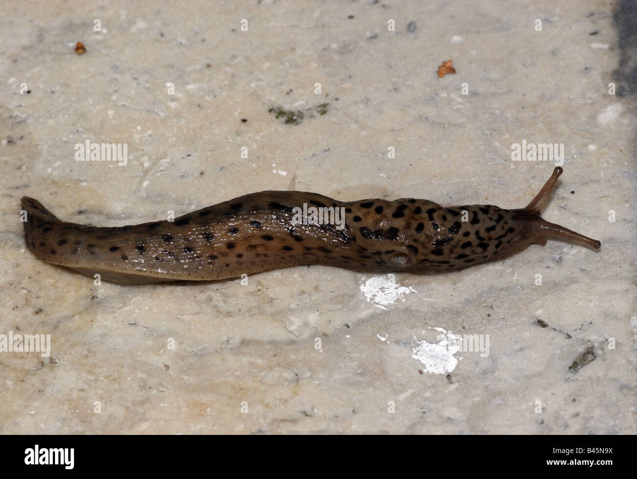 zoology / animals, mollusc, Limacidae, Great Grey Slug (Limax maximus), on a stone, Buchhofen, Germany, distribution: Europe, Additional-Rights-Clearance-Info-Not-Available Stock Photo