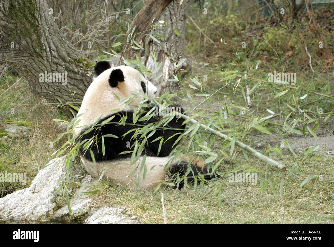 Zoologist With Panda