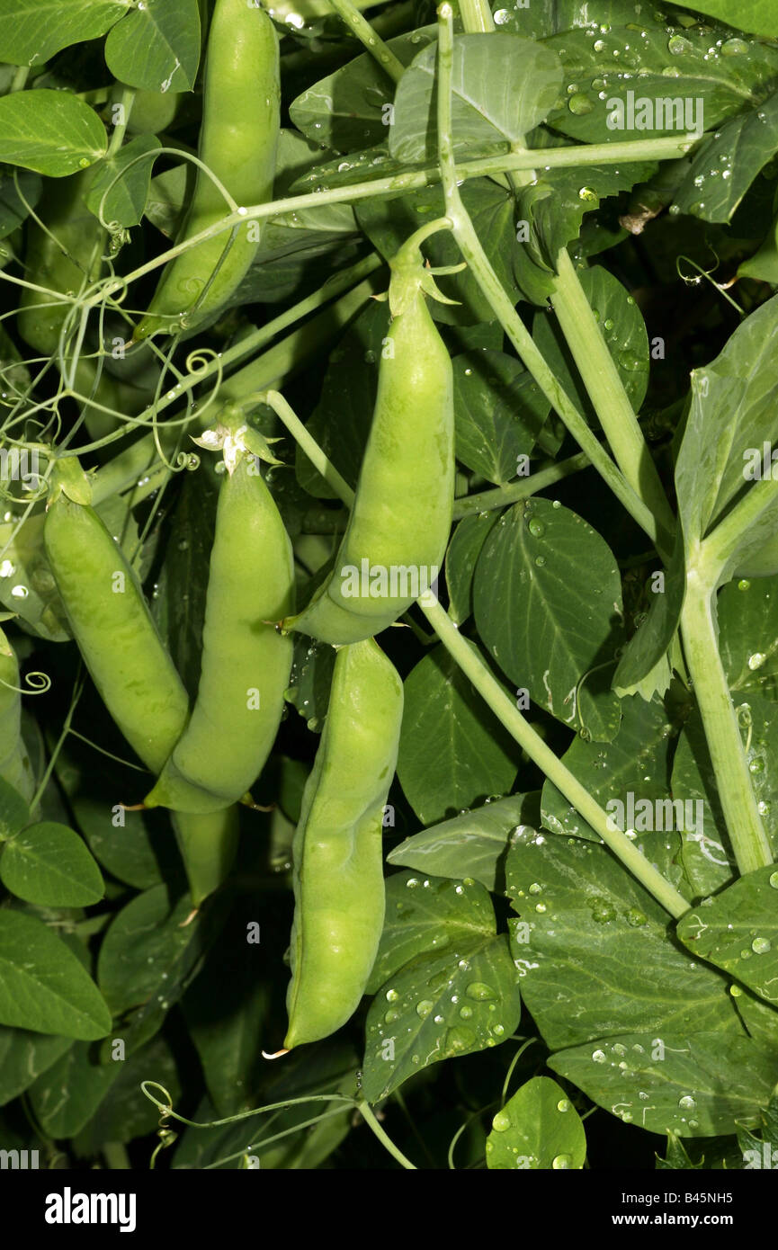 botany, Pisum, 'sugar pea' (Pisum sativum ssp., Additional-Rights-Clearance-Info-Not-Available Stock Photo